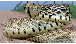 <p>Family: Colubridae</p><p>Location: All of KS</p><p>ID: <span>Back: Yellowish background with black/brown blotches; belly is yellowish with black mottling; single anal plate; scales are strongly keeled; large rostral scale</span></p><p><span>Life/History: hisses loudly; eats small mammals</span></p>