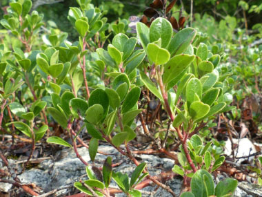 <p>Arctostaphylos uva-ursi (Ericaceae)</p>