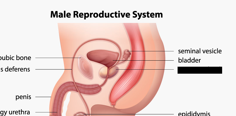 <p><span style="background-color: transparent;">The ______ _____ is exclusive to males, and is just inferior to the urinary bladder. It </span>is a walnut-sized gland in the male reproductive system located just below the bladder and surrounding the urethra. Its primary function is to produce seminal fluid, which nourishes and transports sperm during ejaculation</p>