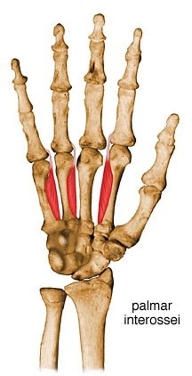 <p>Extensor expansions and bases of proximal phalanges of digits 2, 4 and 5</p>