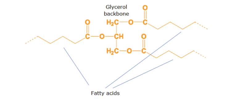 <p>esters derived from glycerol and 3 fatty acids making up over 90% of dietary fats</p>