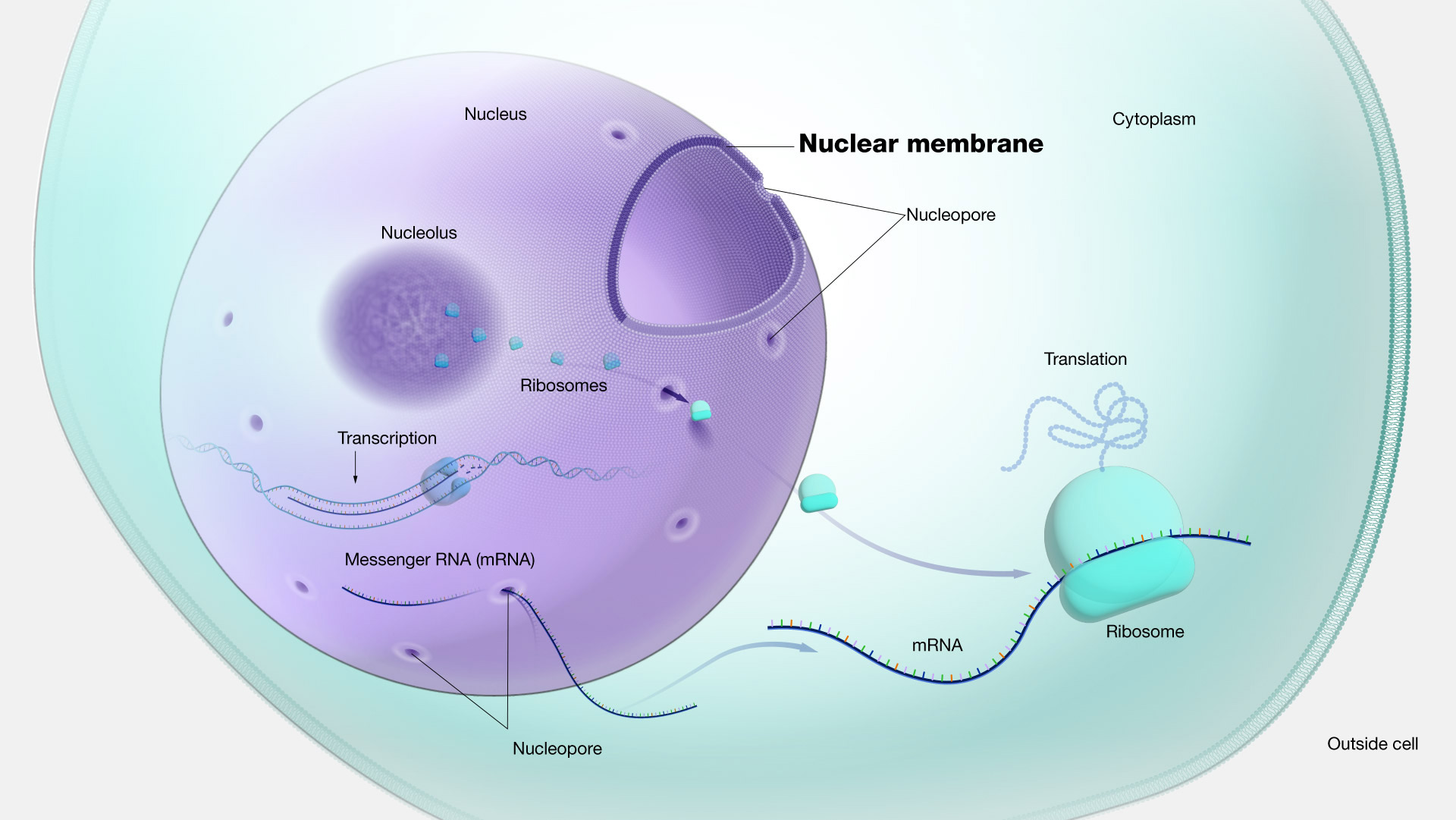 <p>A semi-permeable membrane surrounding the nucleus.</p>