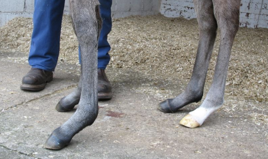 <p>What limb deformity is also called flaccid tendons, and has unknown cause? It is more common in premature and dysmature foals with other conditions and fetlock/pastern drop. Most cases are due to muscular weakness and resolve rapidly. Bandaging may worsen laxity. Heel extensions are used in non-responsive cases. Prognosis is generally good.</p>