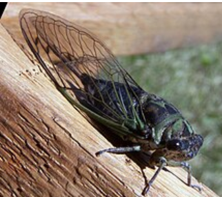 <p>What is the name of this bug </p>