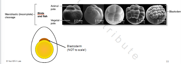 <p></p><p>Meroblastic [incomplete] cleavage</p><p>about the same as moving through next division size of cell and # relatively same</p>