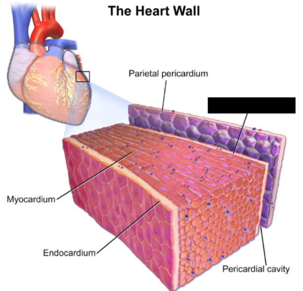 <p><span style="background-color: transparent;">The inner membrane of the heart, thinner than the outer membrane, and consists of simple squamous epithelium. Consistent with the great vessels of the heart and the diaphragm. </span></p>