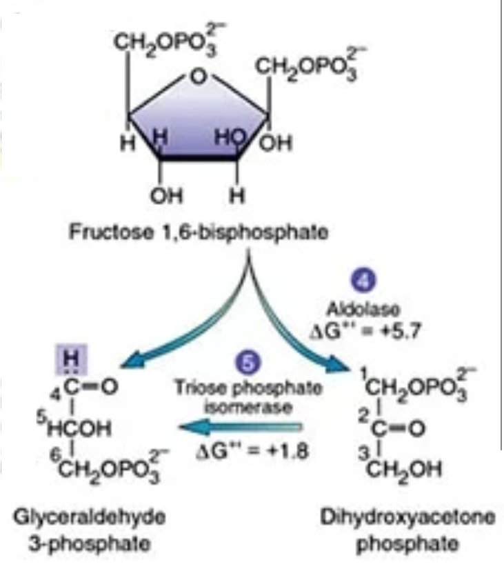 <p>What is the sixth step of glycolysis?</p>