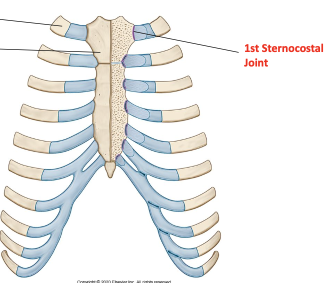 <p>Primary cartilaginous joint (resembles a fibrous joint)</p>