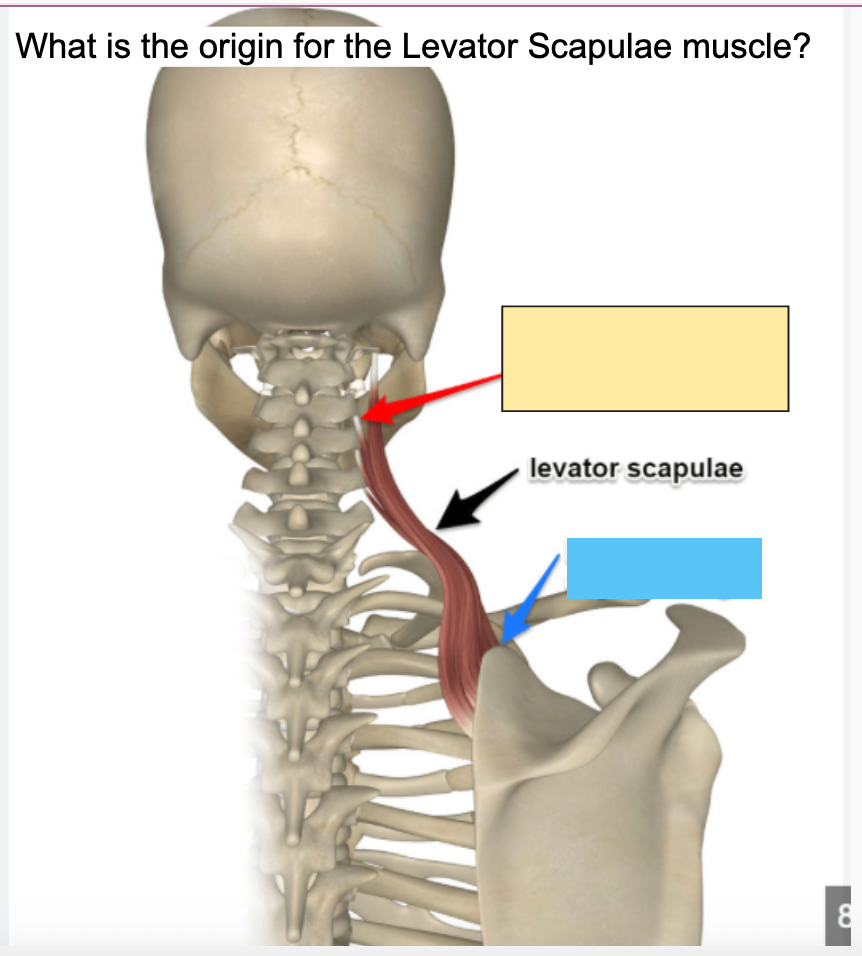 <p>What is the Levator Scapula  <span style="color: blue;"><strong>insertion</strong></span>?</p>