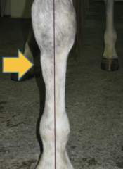 <p>2nd and 4th metacarpi (splint bone) exostosis in horses has an excellent prognosis with treatment, what is the treatment?</p>