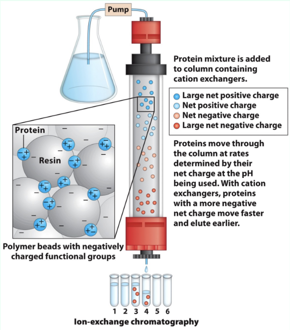 <p>How do proteins elute in ion exchange?</p>