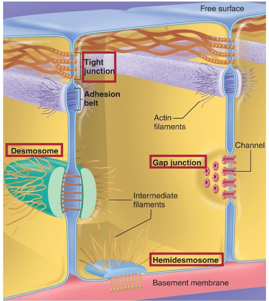 <p>a junction location on the side of cells, holds tight junctions, gap junctions and desmosomes</p>