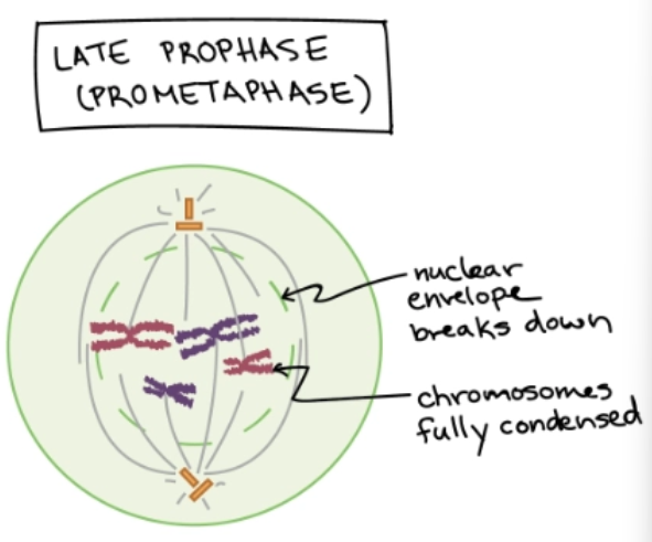 <p>Mitosis - Step 2</p><ul><li><p>Chromosomes condense more</p></li><li><p>Nuclear envelope breaks down, chromosomes are released</p></li><li><p>Miotic spindle grows and captures chromosomes</p></li></ul><p></p>