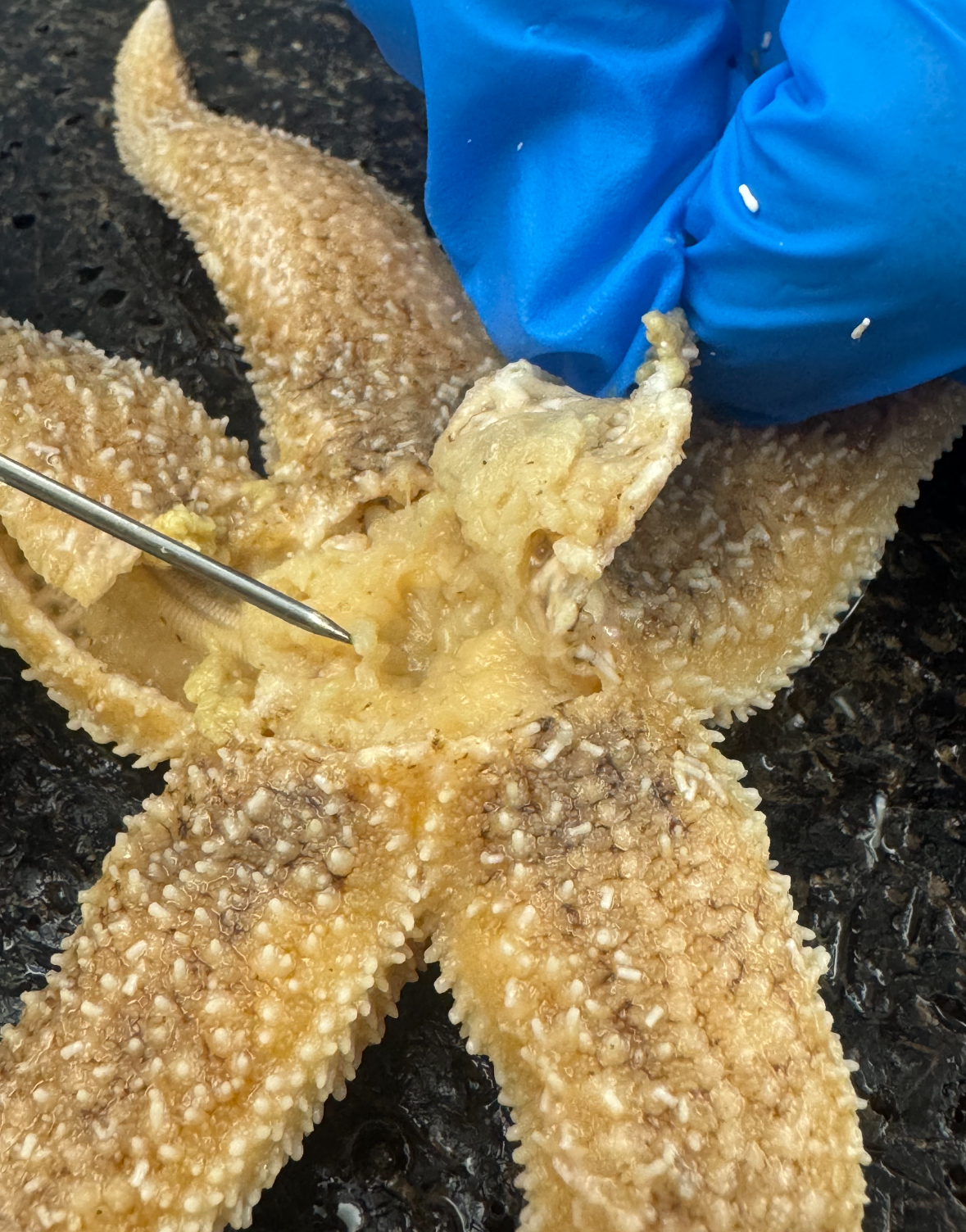 <p>Structure: bottom of starfish</p>