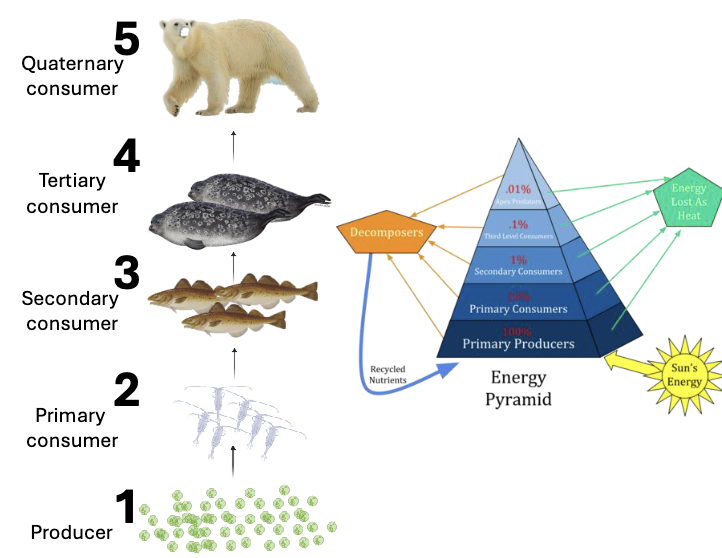 <p>Food chains or webs - Energy and trophic levels </p><ul><li><p>Inefficiency of ENERGY TRANSFER from one trophic level to the next has profound effects on ECOSYSTEM structure</p></li></ul><p></p>