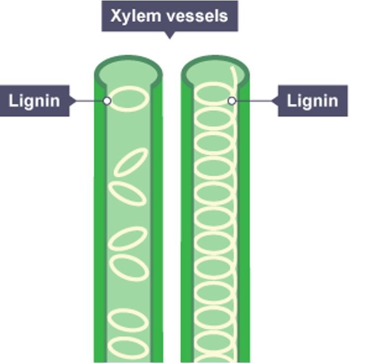 <p>Long hollow tubes- dead cells</p><p>Walls impregnated with lignin for support, flexibility and waterproofing</p><p>Bordered pits- allow lateral movement of water between vessels</p>