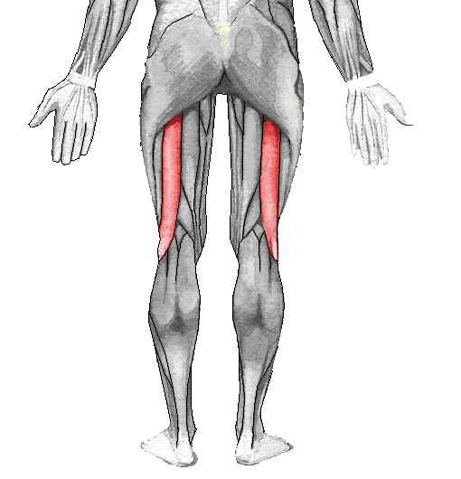 <p>femoral </p>