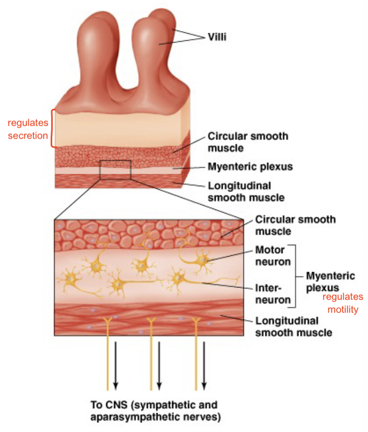 <ul><li><p>nervous system</p><ul><li><p>nervous network in gut and CNS</p></li><li><p>myenteric plexus regulates motility</p></li><li><p>submucosal plexus regulates secretion (gets input from mucosa)</p></li></ul></li><li><p>endocrine system</p><ul><li><p>hormones</p></li></ul></li><li><p>enteric nervous system</p></li></ul><p></p>