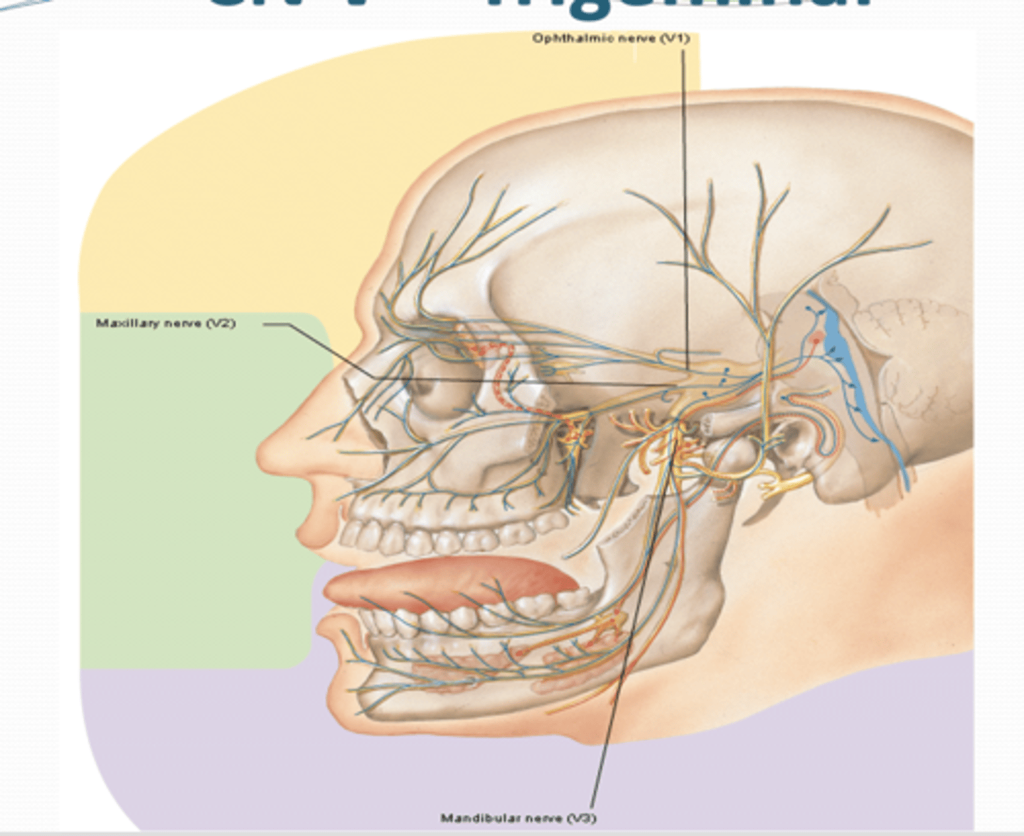 <p>What are the three divisions of Cranial Nerve V (CN V)?</p>