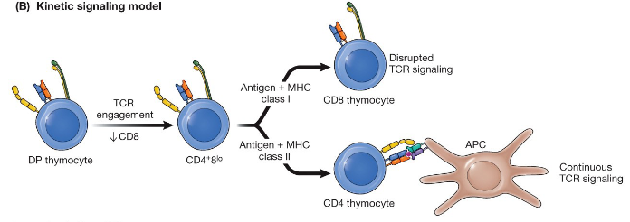 <p>signal strength-driven selection, positively selected thymocytes will become CD4+ if the T-cell r4eceptor/ coreceptor signal is continuous, positively selected thymocytes will become CD8+ if this signal is interrupted</p>