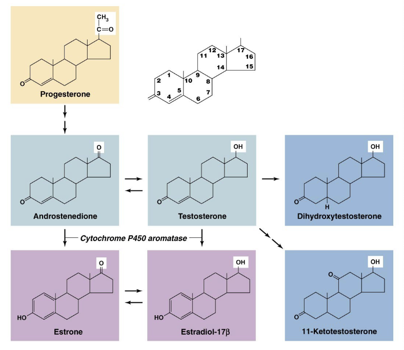 <p>steroid hormones (verts)</p><ul><li><p>progesterone</p></li><li><p>androgens</p></li><li><p>estrogens</p></li></ul><p>ecdysteroids (inverts)</p>