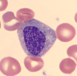 <p>Identify this cell </p>