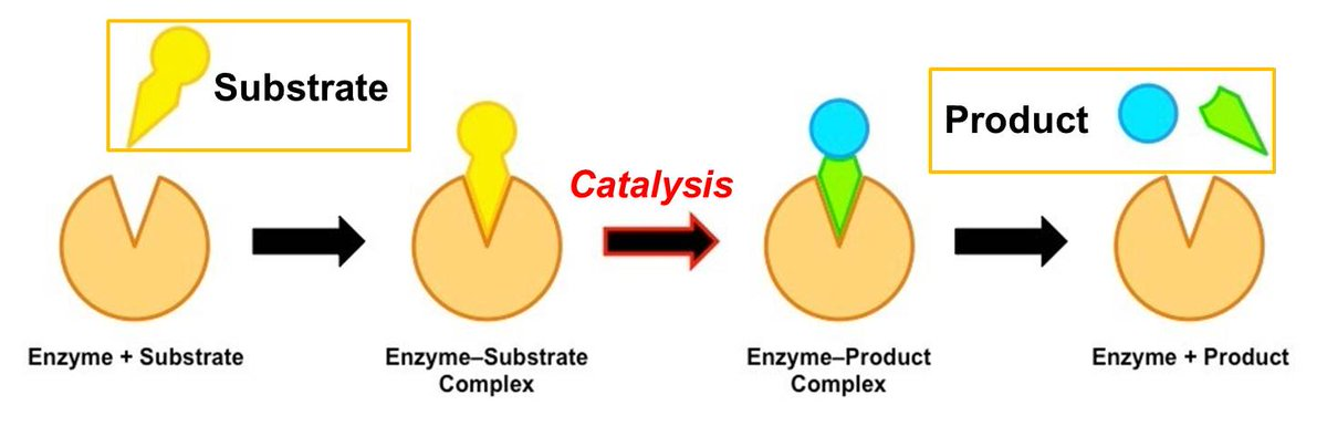 <p>two substrates are brought close enough and properly oriented to each other to react</p>