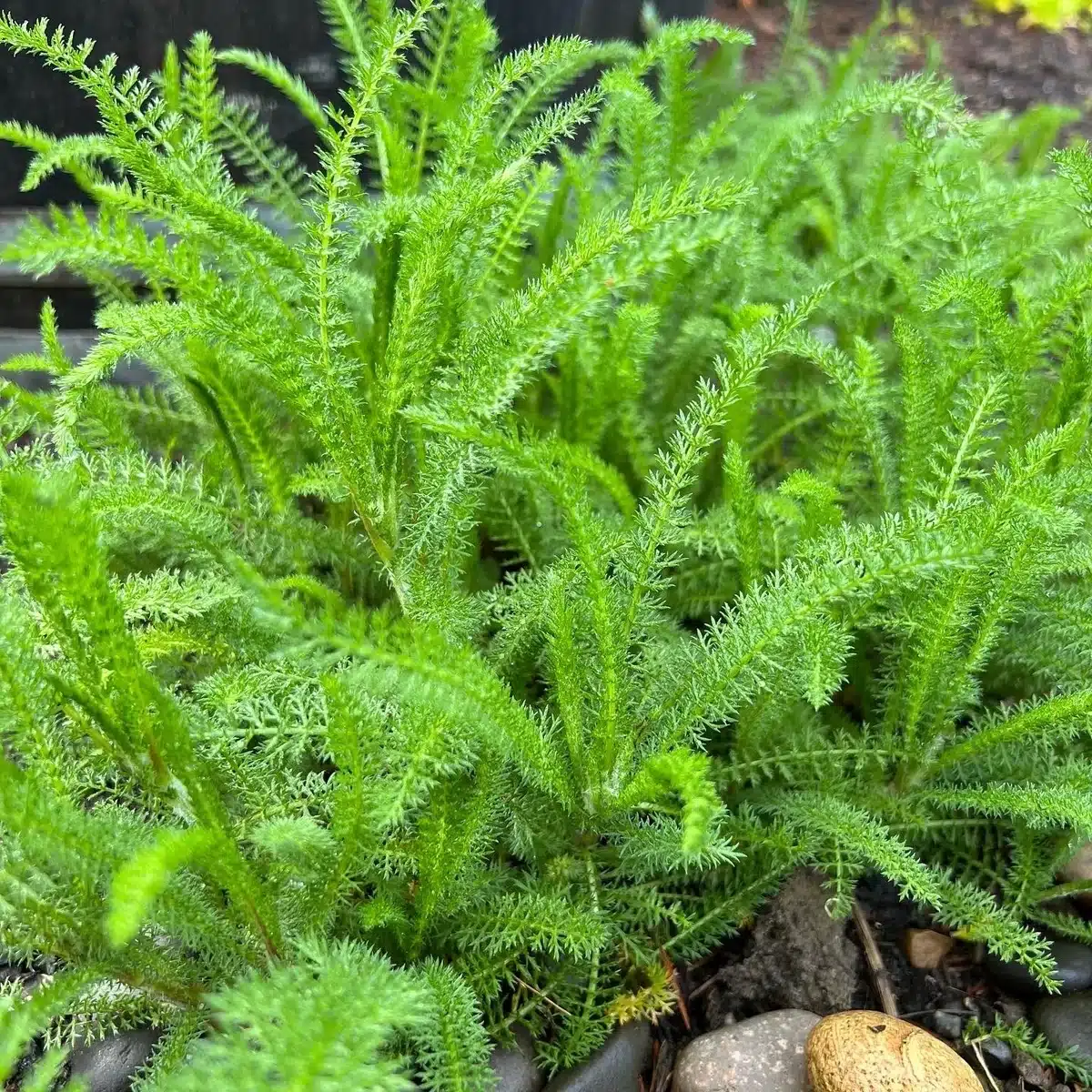 <p>Common Yarrow</p>