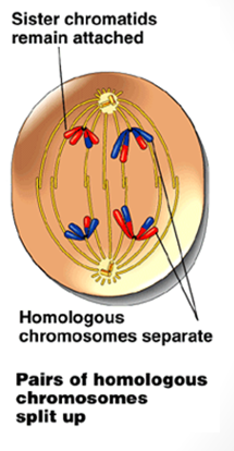 <p>homologous pairs separate (not sister chromatids) at the centromere</p><p>chromosomes move to opposite poles = segregation</p><p>23 double chromosomes at each pole (sister chromatids remain intact)</p>