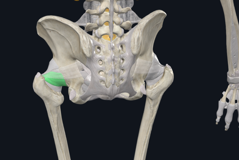 <p></p><p>what is this following ligament, what is its purpose, and what two bones does it connect?</p>