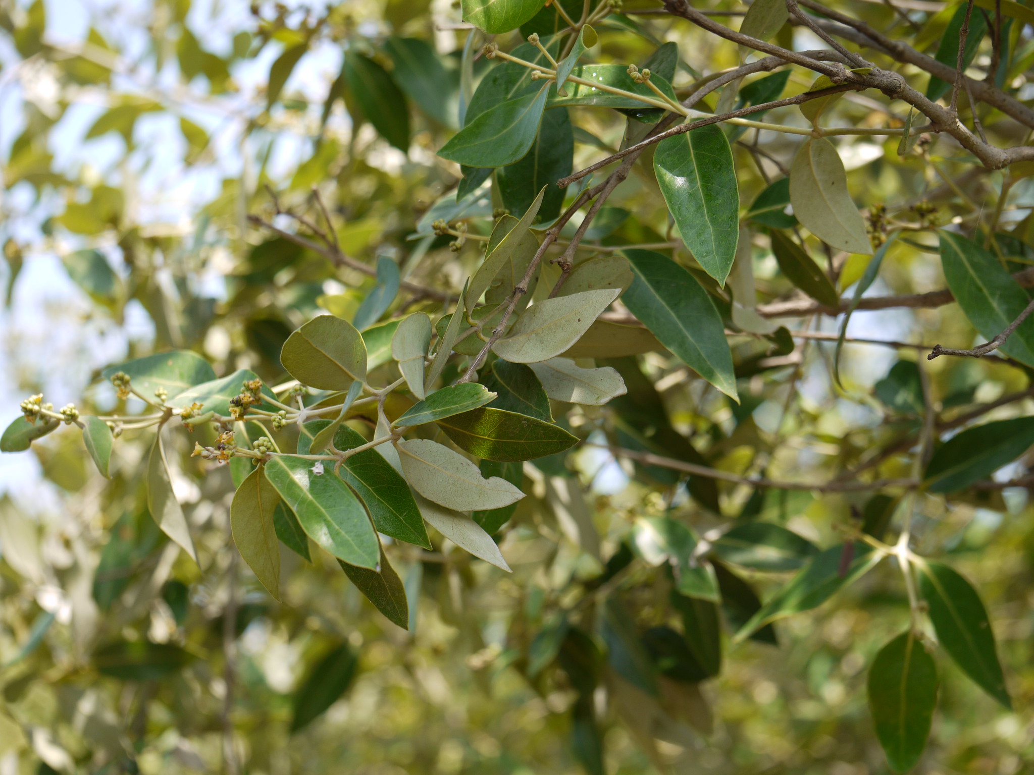 term image