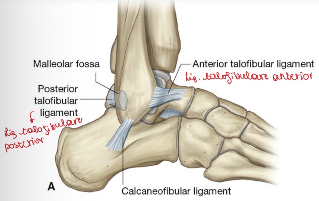 <ul><li><p><span><strong><em><span>ATFL: LIG TALOFIBULARE ANTERIOR</span></em></strong></span></p></li></ul><p><span><span>Loopt tussen de distale fibula en de talus.</span></span></p><ul><li><p><span><strong><em><span>LIG CALCANEOFIBULARE</span></em></strong></span></p><p><span><span>Tussen laterale calcaneus en distale fibula</span></span></p></li><li><p><span><strong><em><span>LIG TALO FIBULARE POSTERIOR</span></em></strong></span></p></li></ul><p></p>