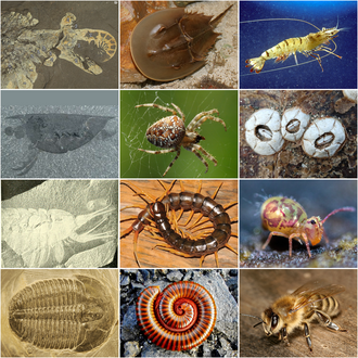 <ul><li><p>chitin exoskeleton that is periodically shed</p></li><li><p>jointed appendages</p></li><li><p>cephaliation</p></li><li><p>compound eyes</p></li><li><p>open circulatory system</p></li><li><p>complete digestive system</p></li><li><p>tranceal system</p></li><li><p>exretion</p></li></ul><p></p>