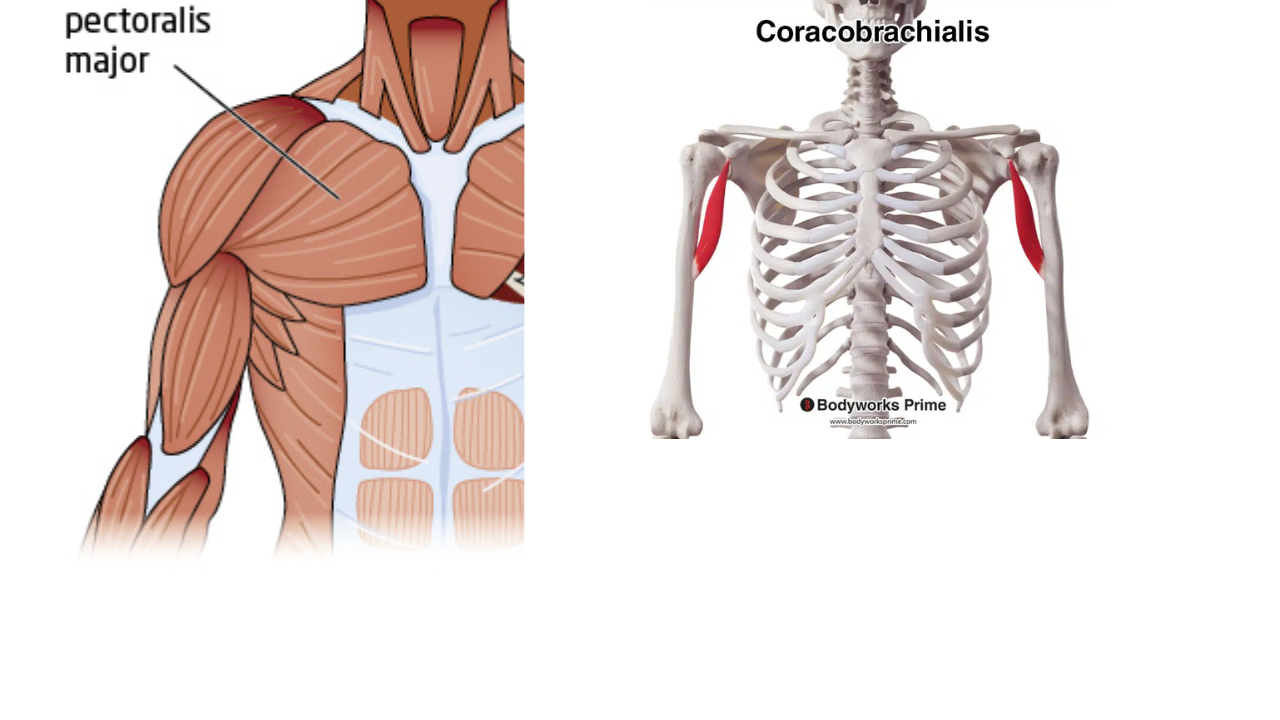 <p>Pectoralis Major and Coracobrachialis </p>