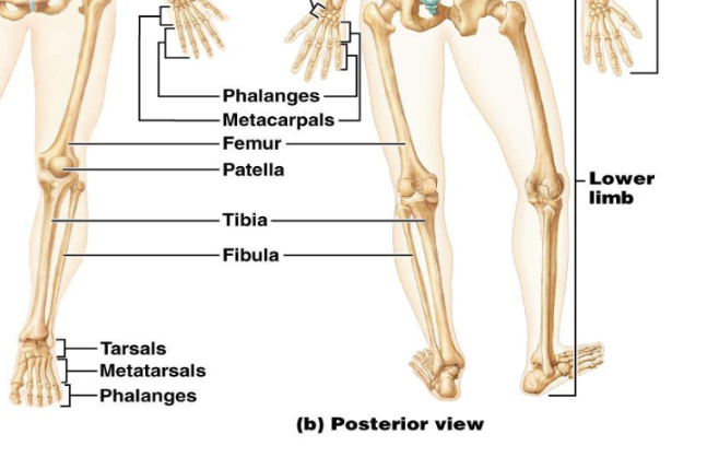 <ul><li><p>Thigh bone?</p></li><li><p>Kneecap?</p></li><li><p>Leg bones?</p></li><li><p>Ankle bones?</p></li><li><p>Sole bones?</p></li><li><p><strong>T</strong>oe bones?</p></li></ul><p></p>
