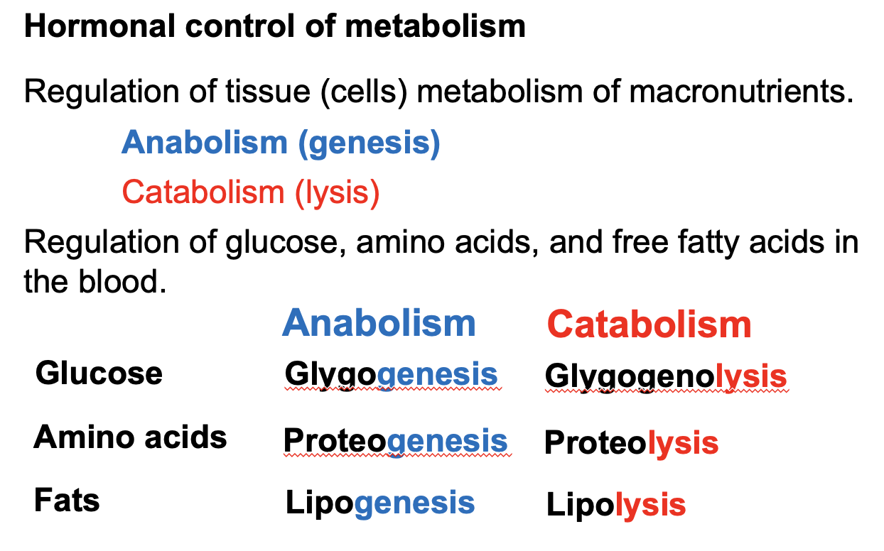 <p>Glucose → <strong>Glycogenesis (anabolism)</strong> | <strong>Glycogenolysis (catabolism)</strong><br>Amino acids → <strong>Proteogenesis / protein synthesis (anabolism)</strong> | <strong>Proteolysis (catabolism)</strong><br>Fats → <strong>Lipogenesis (anabolism)</strong> | <strong>Lipolysis (catabolism)</strong></p>