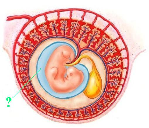 <p><span>Identify the indicated structure.</span></p>