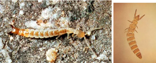 <p>What is the bug on the left photo</p>