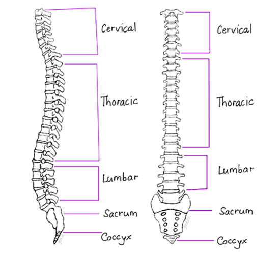<p>How many Vertebra Pairs?</p>