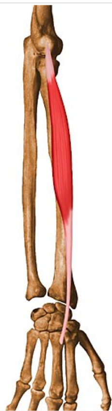 <p>Extension of wrist </p><p>Abduction of hand at radiocarpal &amp; midcarpal joints </p><p>O - Lateral epicondyle of humerus </p><p>I - Dorsal aspect of base of 3rd metacarpal </p>