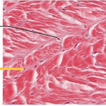 <p>identify the type of fibers</p>