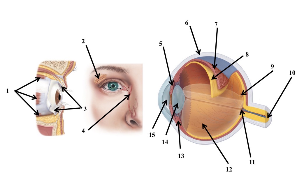 <p><span>The extraocular eye muscles</span></p>