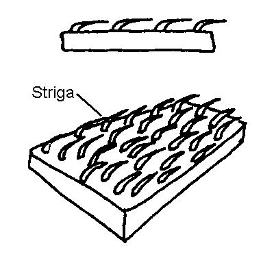 <p>covered with sharp, appressed, rigid, bristly hairs that are often swollen at the base; stiff, sharp, straight hairs that lie flat against the surface</p>