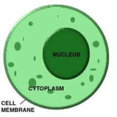<p>a fluid, or gel-like substance, that fills the cell; the organelles and other particles float in it.</p>