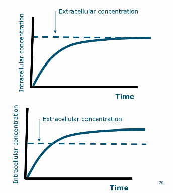<ul><li><p>To find the differences in these graphs you need to know the concentration gradient</p></li><li><p>Bottom graph = active because it exceeds concentration gradient</p></li></ul><p></p>