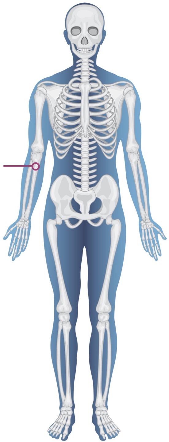 <p><strong>Name of bone + Type of bone</strong></p>