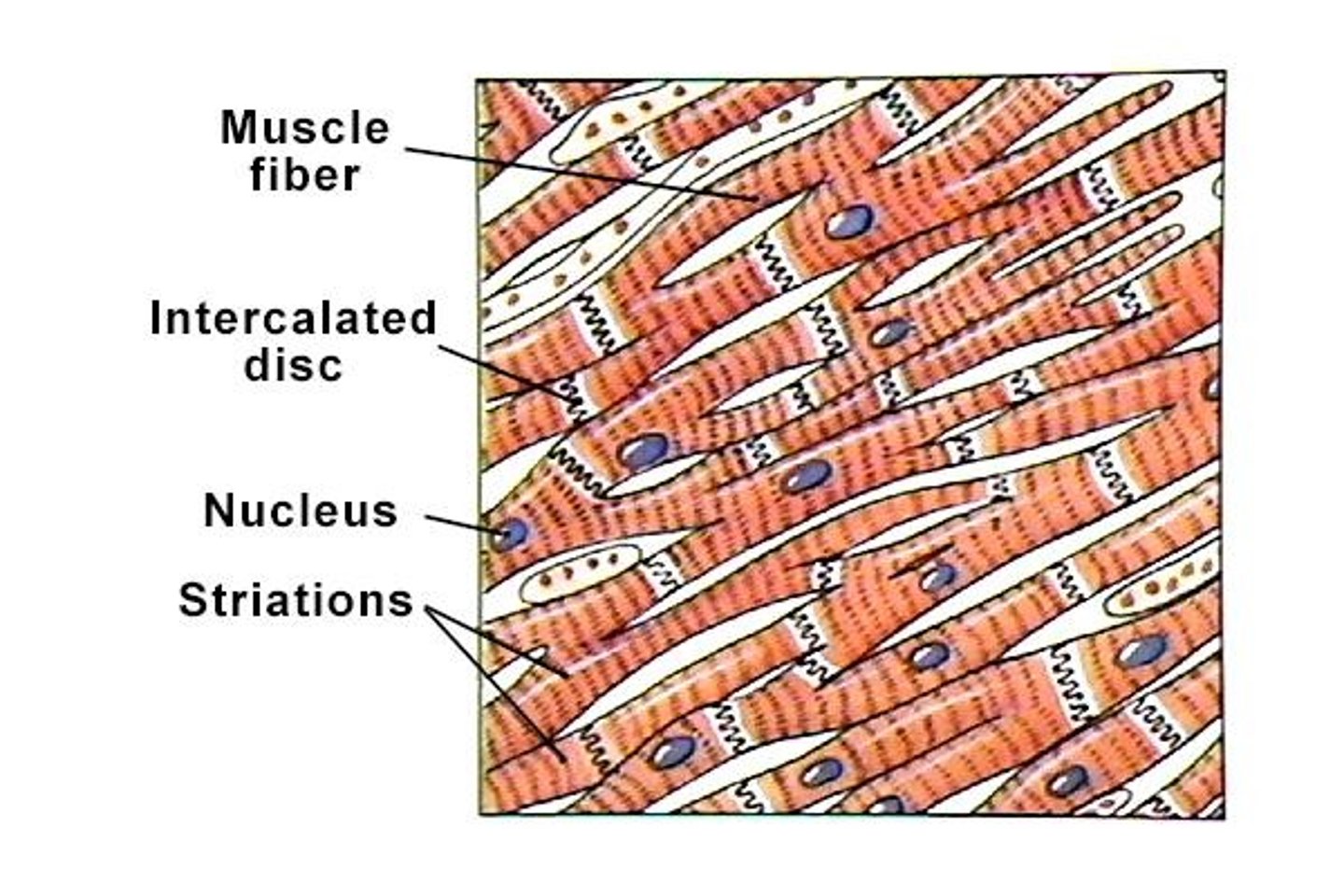 <p>They provide electrical links and strength between cells.</p>