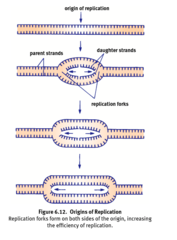 <p>The initiation site of replication</p>