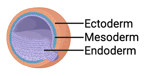<p>endoderm</p>