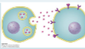 <p>-Signaling Type</p><p>-Short Range</p>